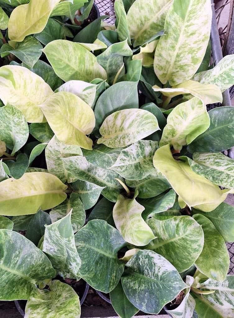Philodendron Moonlight Variegated