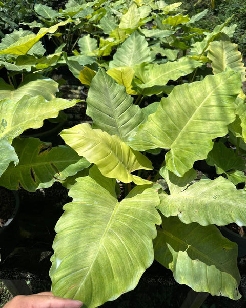 Philodendron Snow Drift
