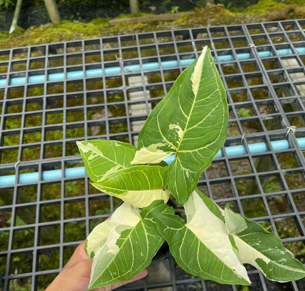 Syngonium Batik