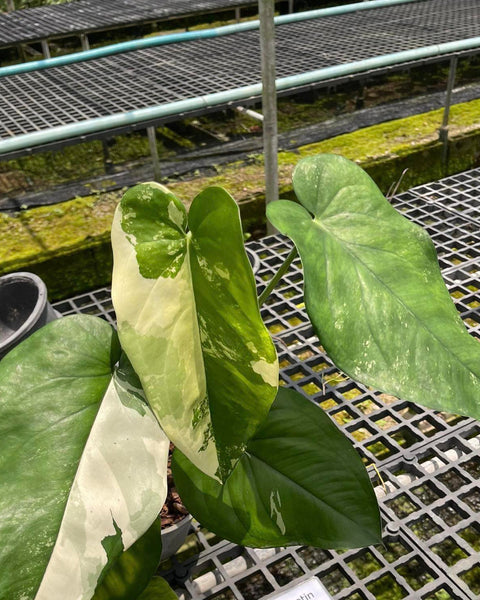 Syngonium Chiapanese Variegated