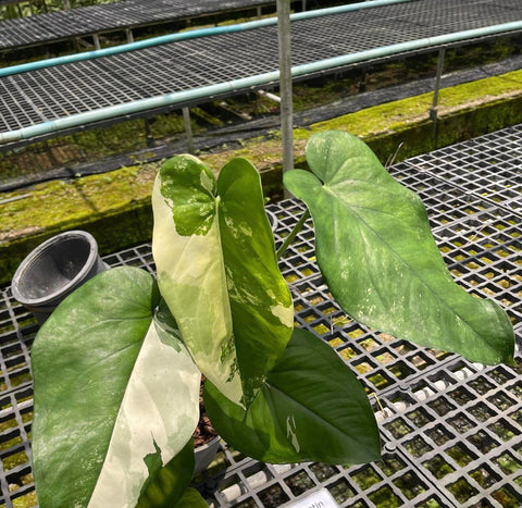 Syngonium Chiapanese Variegated