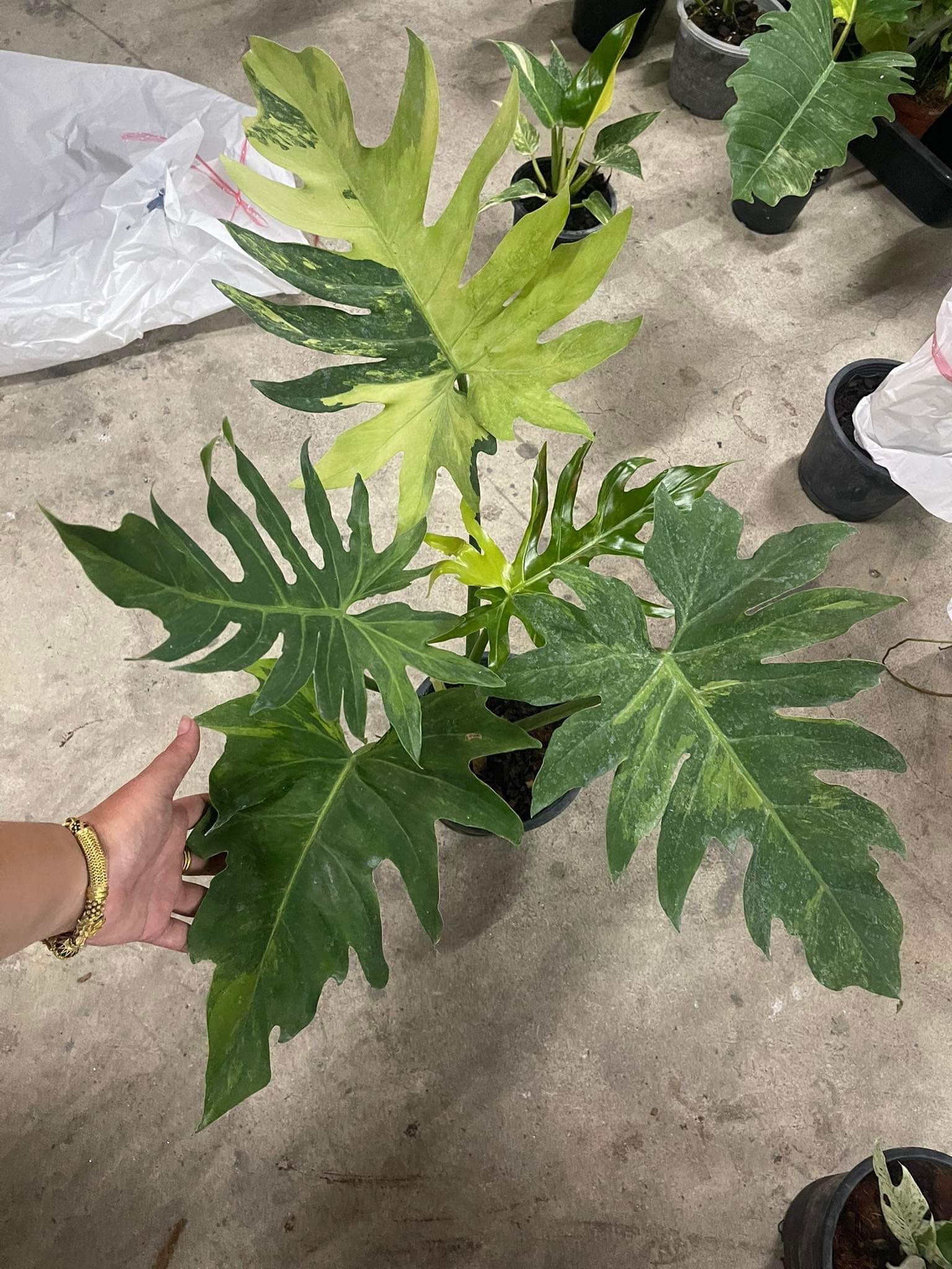 Outlet Philodendron Radiatum Variegated.