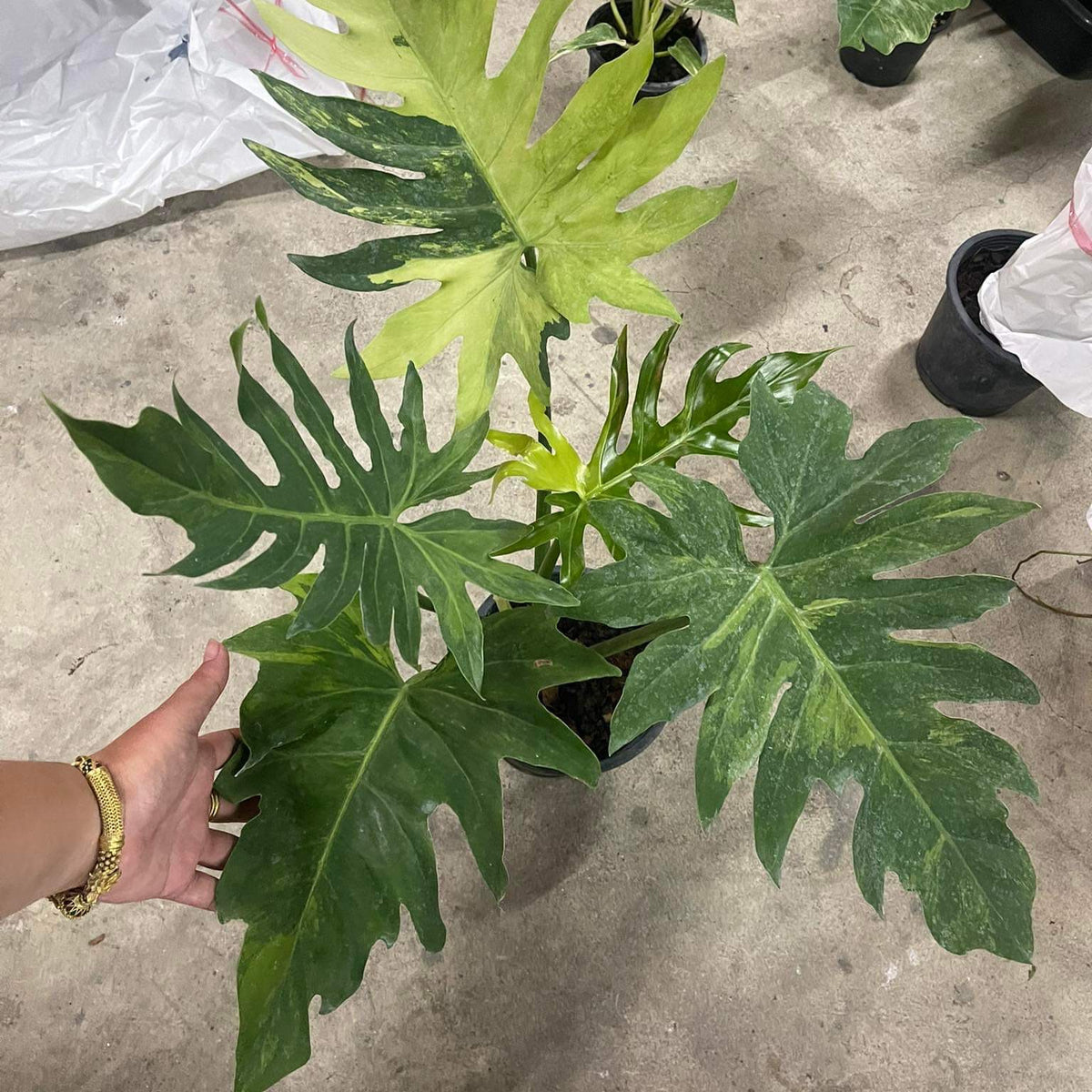 Philodendron Radiatum variegated  No.2