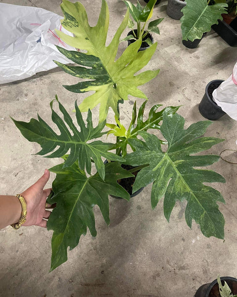 Philodendron Radiatum variegated  No.2