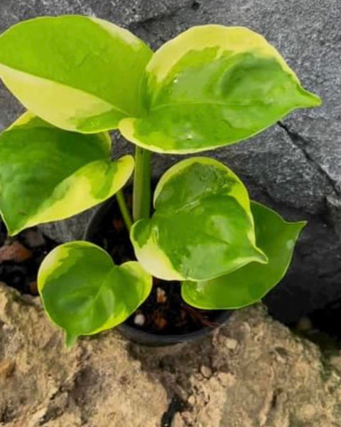 Epipremnum Manjula Mutation Poonsin
