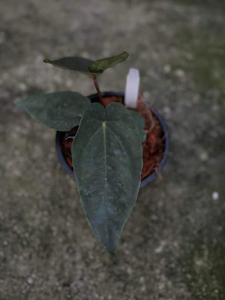 Anthurium Dressleri X Ace of Spades