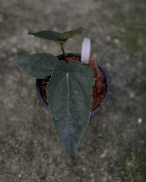 Anthurium Dressleri X Ace of Spades