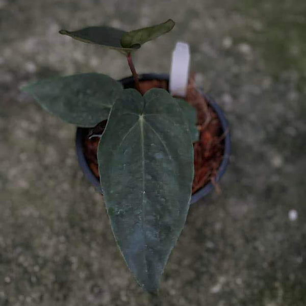 Anthurium Dressleri X Ace of Spades