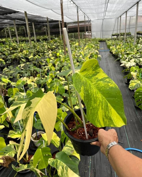Monstera Aurea 3-4 leafs