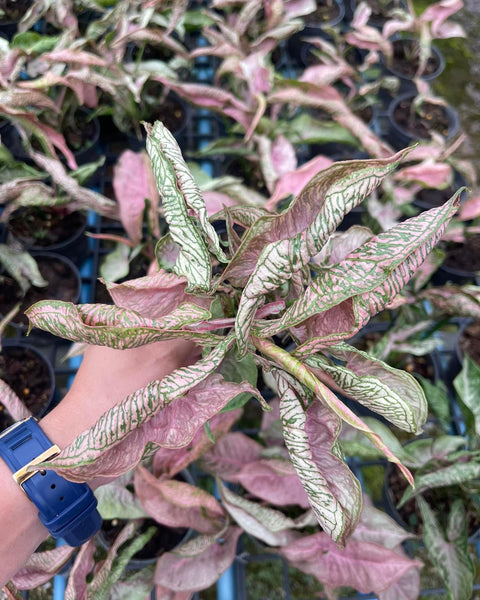 Syngonium Pink Rolli