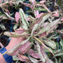 Syngonium Pink Rolli