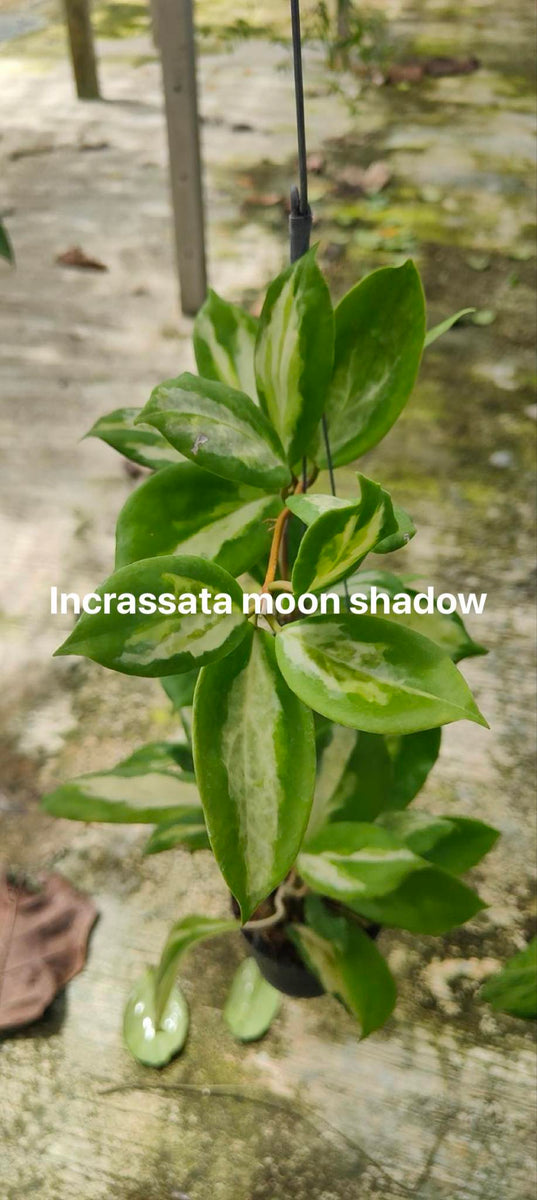 Hoya Incrassata Moon Shadow