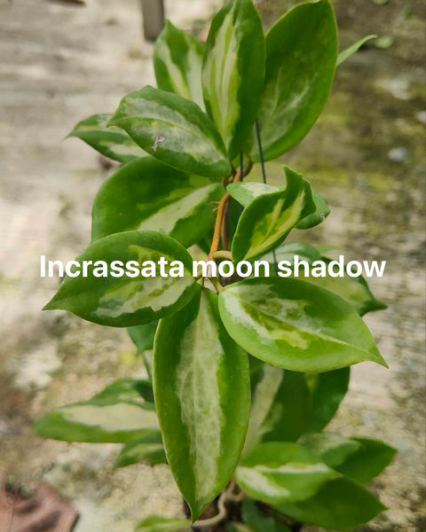 Hoya Incrassata Moon Shadow