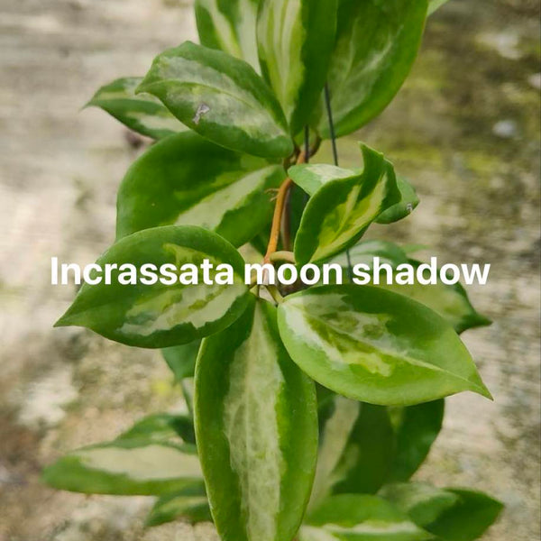 Hoya Incrassata Moon Shadow