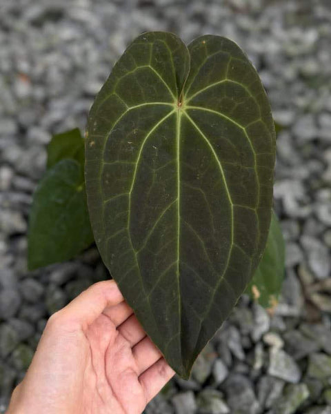 Anthurium ( Luxurians x Regale ) x Besseae aff