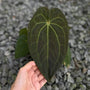 Anthurium ( Luxurians x Regale ) x Besseae aff