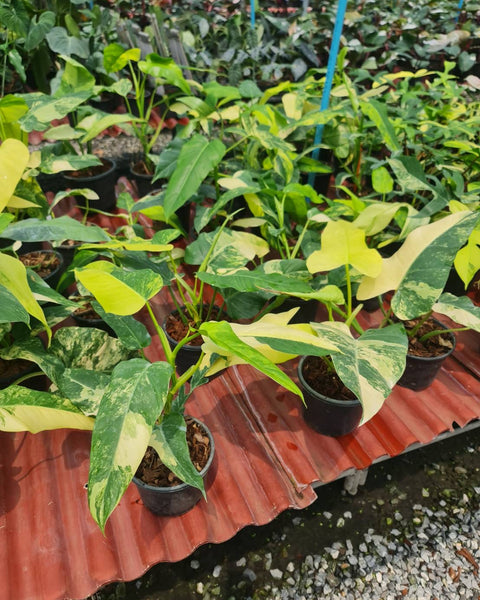 Philodendron Domesticum Variegated