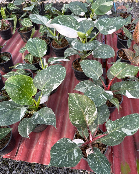 Philodendron White Wizard Marble