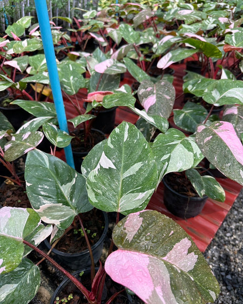 Philodendron Pink Marble King L