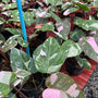 Philodendron Pink Marble King L