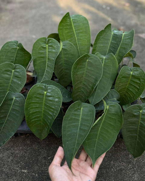 Anthurium Peltigerum