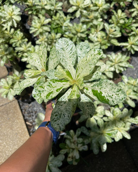 Desert Rose Variegated