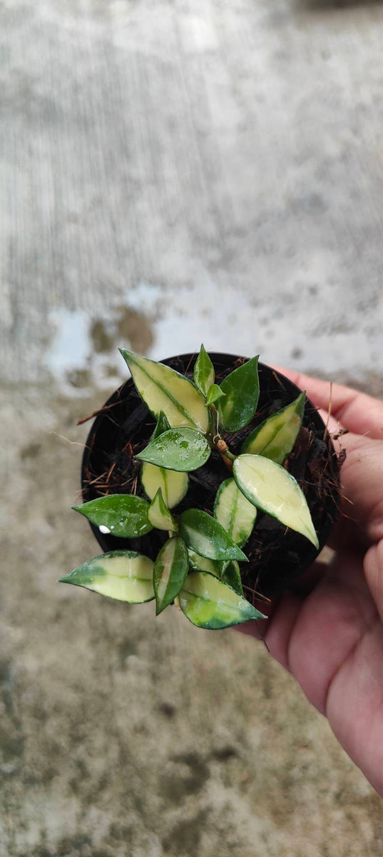 Hoya Lacunosa Variegated