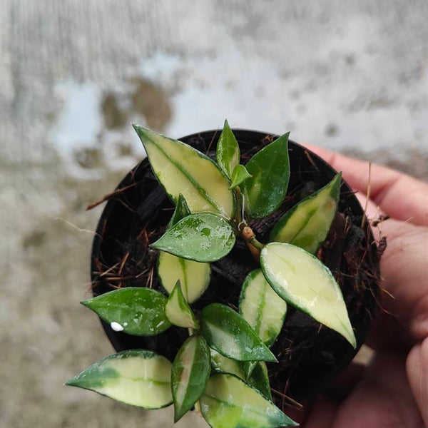 Hoya Lacunosa Variegated