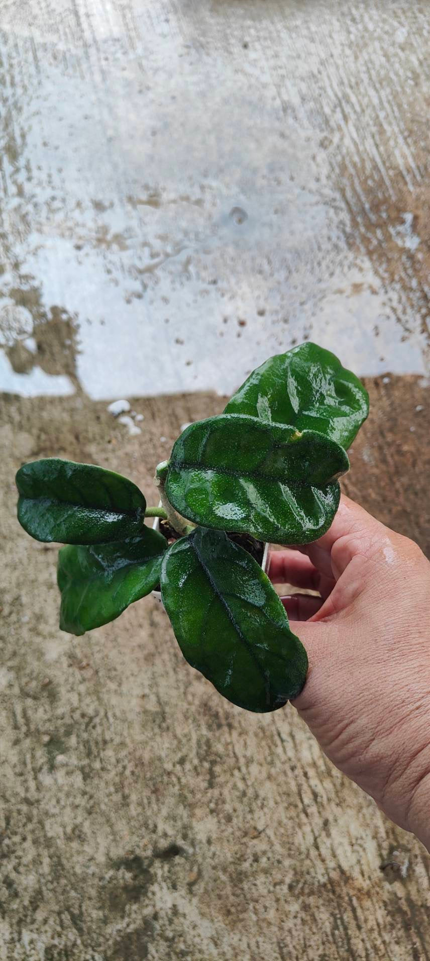 Hoya Villosa Bog leaves – Toltec Plants