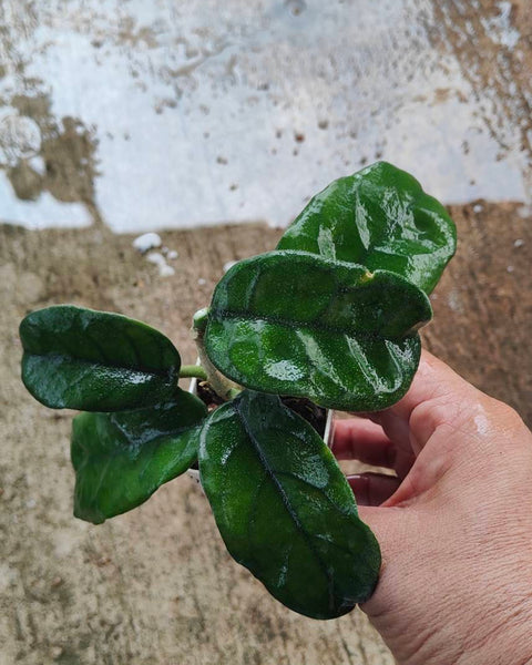 Hoya Villosa Bog leaves