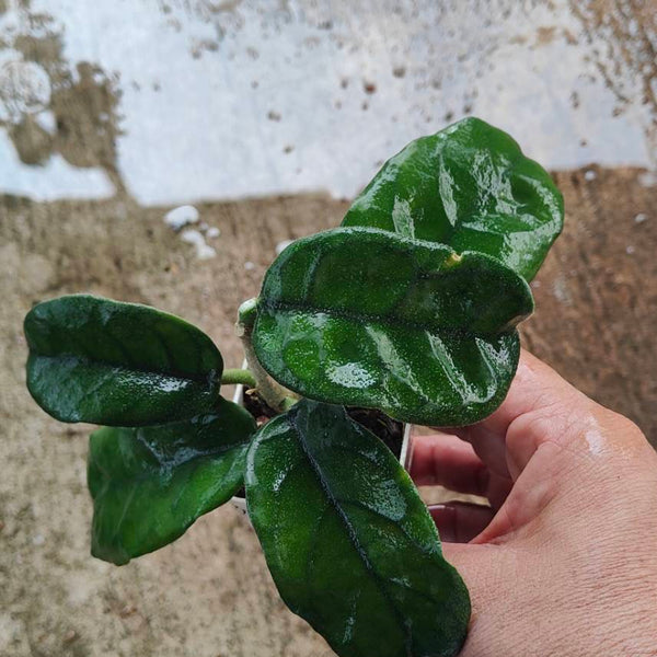 Hoya Villosa Bog leaves