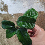 Hoya Villosa Bog leaves