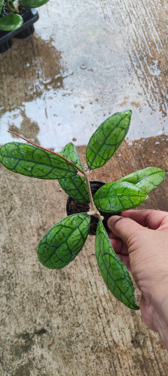 Hoya Finlaysonii RP