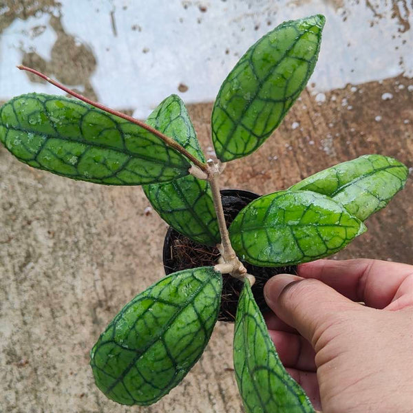 Hoya Finlaysonii RP