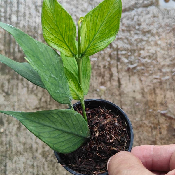 Hoya Polyneura