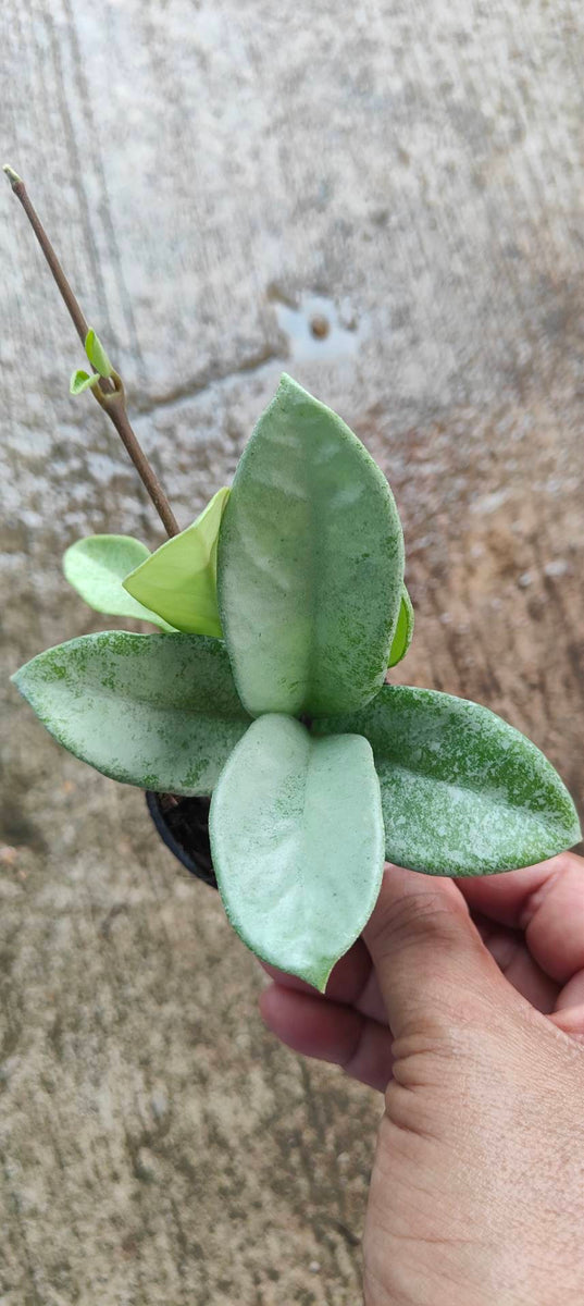 Hoya New Guinea Ghost