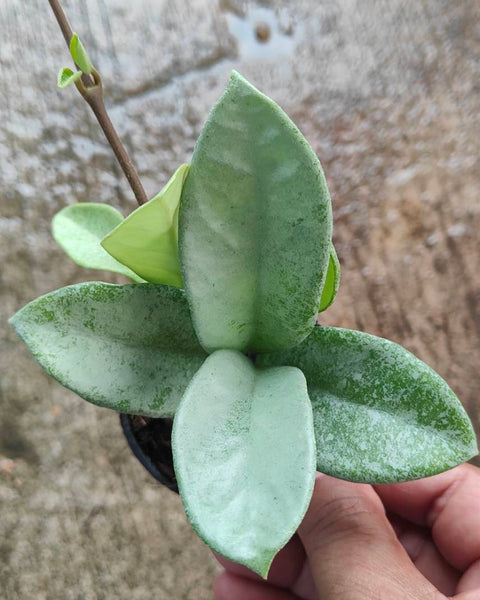 Hoya New Guinea Ghost