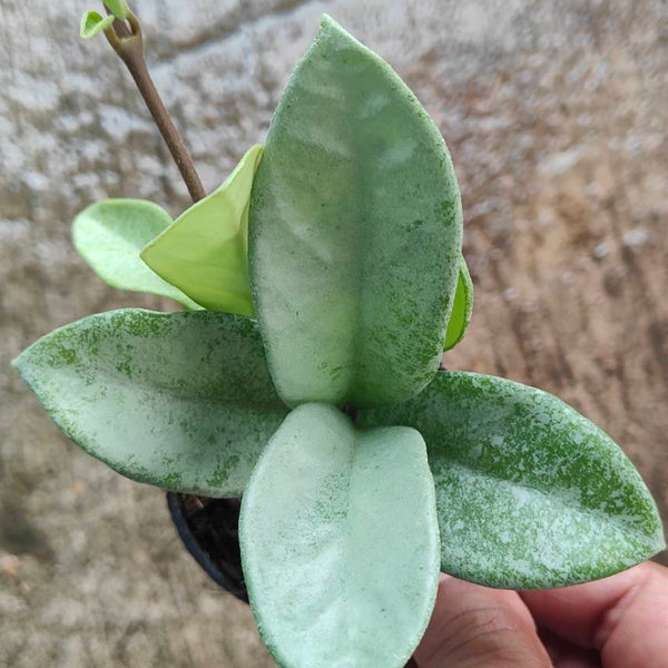 Hoya New Guinea Ghost