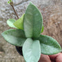 Hoya New Guinea Ghost