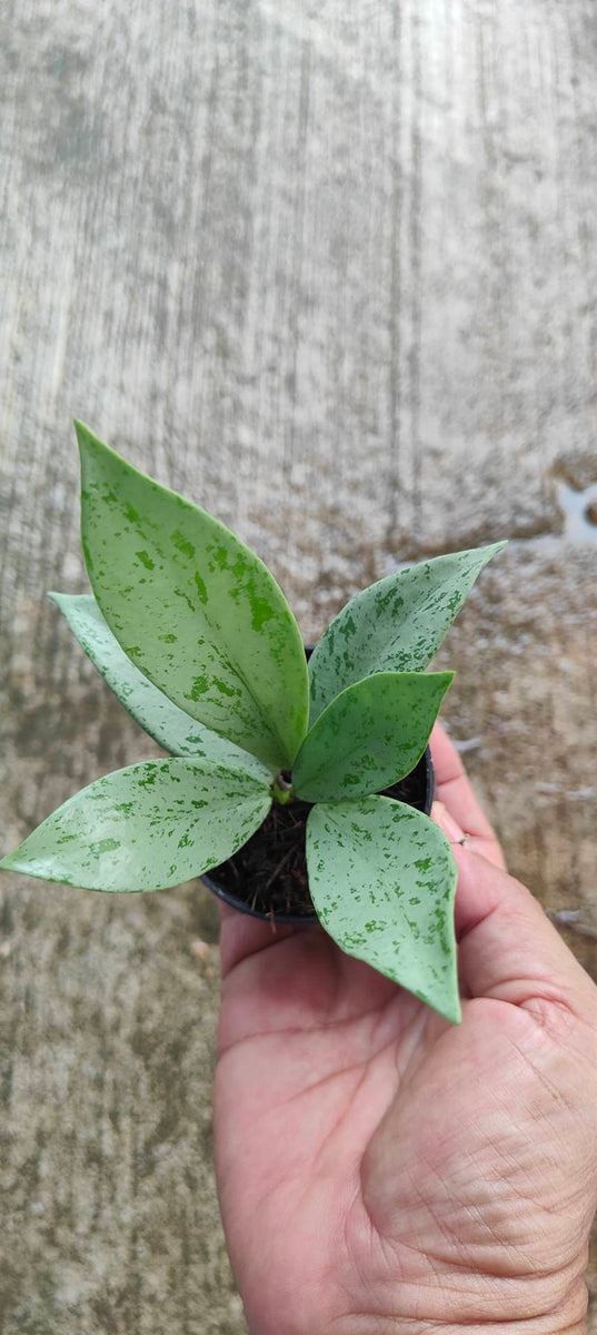 Hoya Silver Ghost