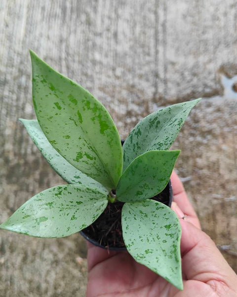 Hoya Silver Ghost