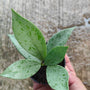 Hoya Silver Ghost