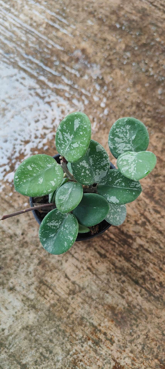 Hoya Mathilde Splash