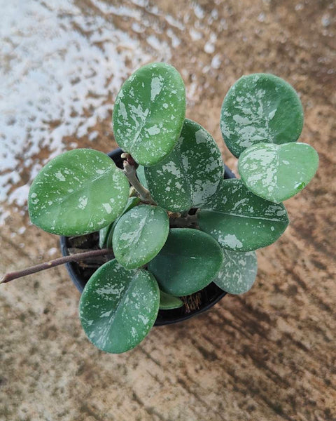 Hoya Mathilde Splash