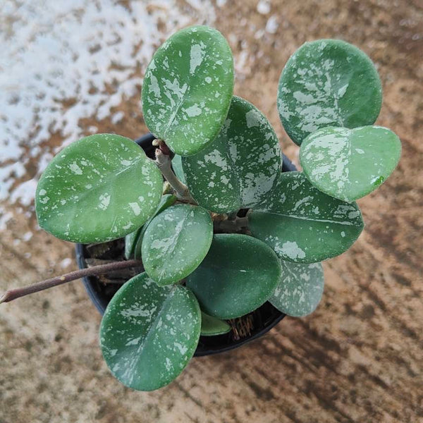 Hoya Mathilde Splash