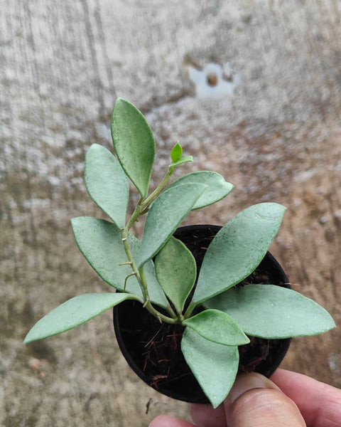 Hoya Nummularioides Silver