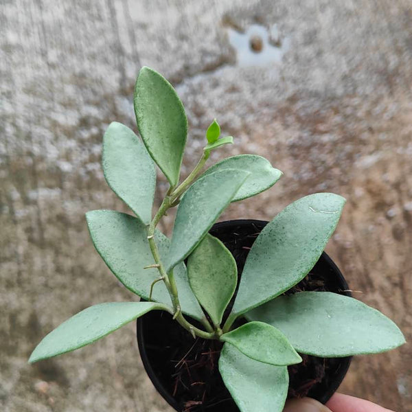 Hoya Nummularioides Silver