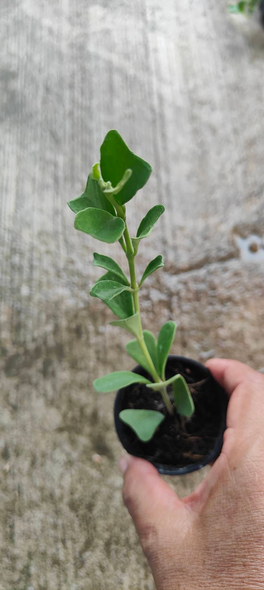 Hoya Manipurensis – Toltec Plants