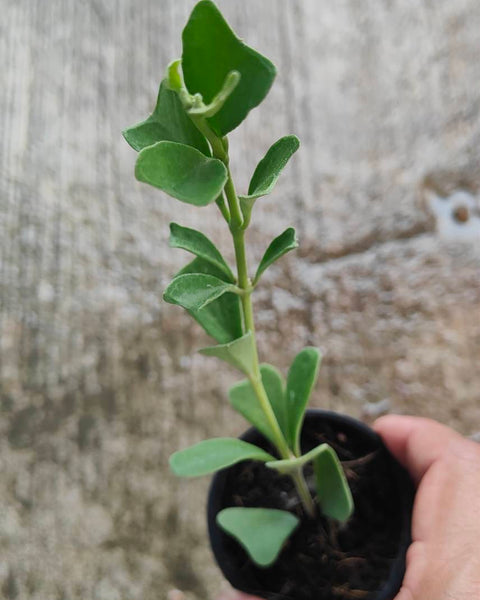 Hoya Manipurensis