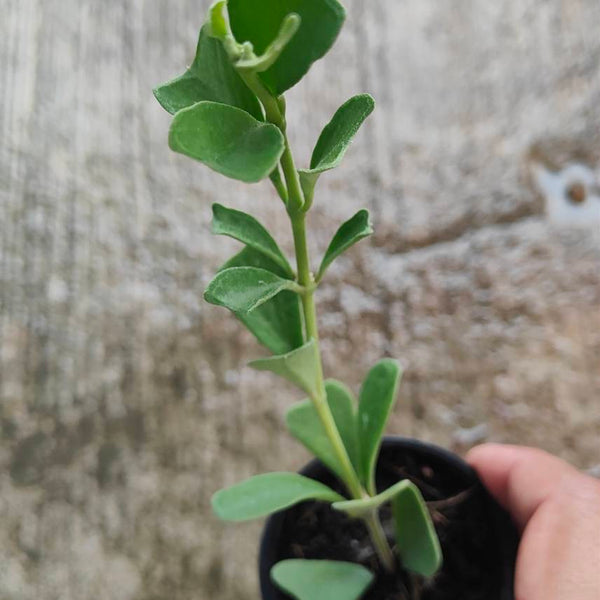 Hoya Manipurensis